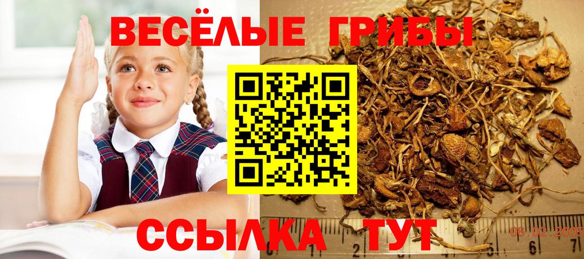 Псилоцибиновые грибы Psilocybe Черногорск